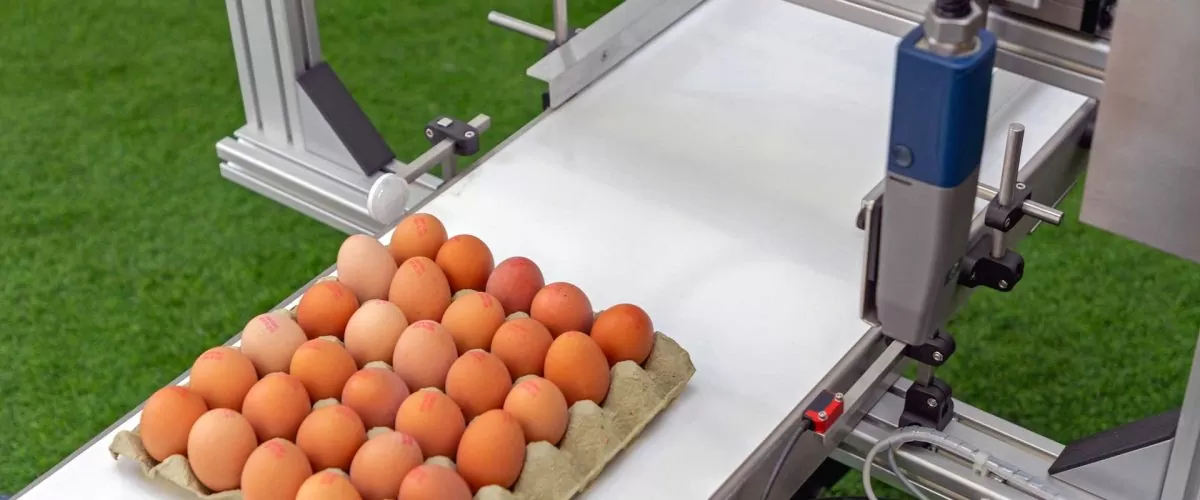 Revolutionary Technology in the Egg Industry