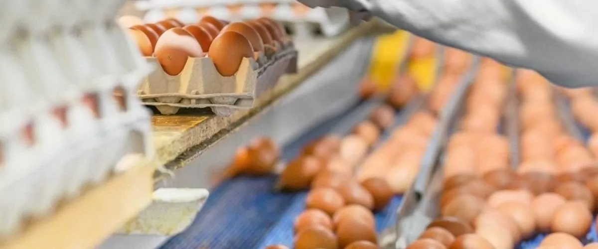 The Secret to Improving Egg Quality: BG MAKİNA Sorting Machines