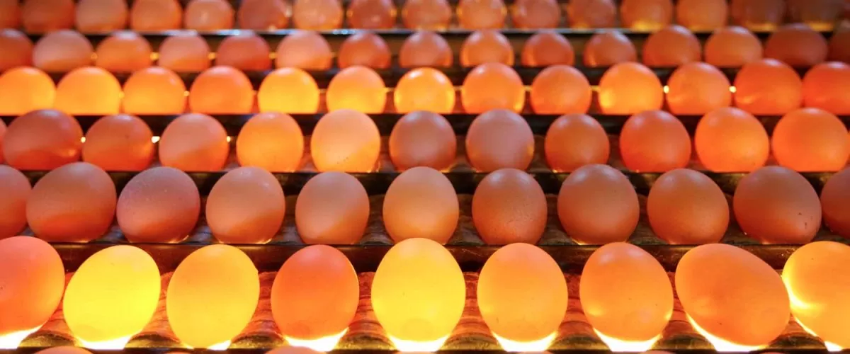 Yumurta Üretiminde Otomasyonun Rolü ve BG MAKİNA’nın Katkıları