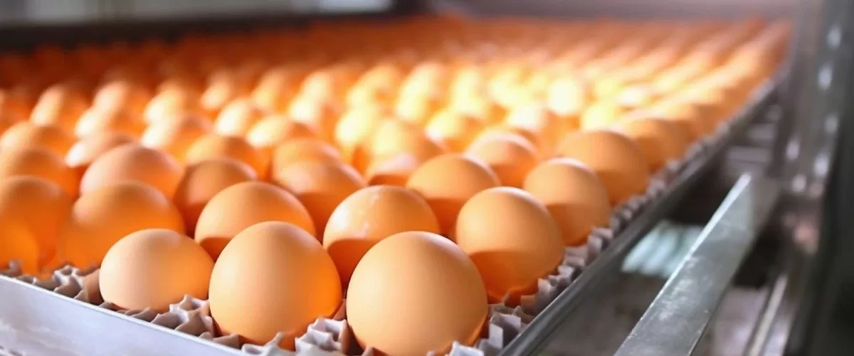 Egg Processing and Coding Machines: What Are They?