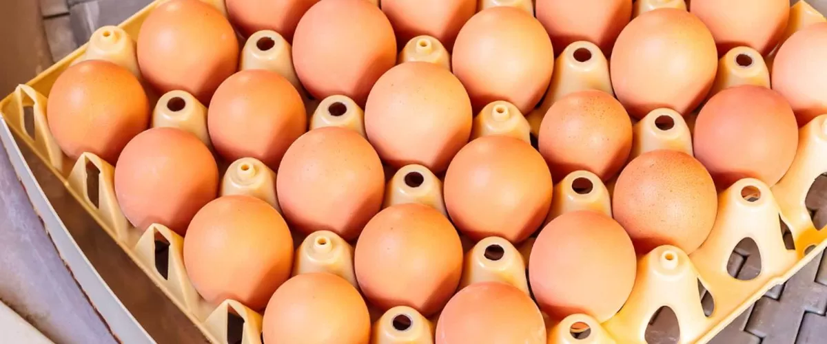 Yumurta Tasnifinde BG MAKİNA: Yenilikçi ve Güvenilir Çözümler