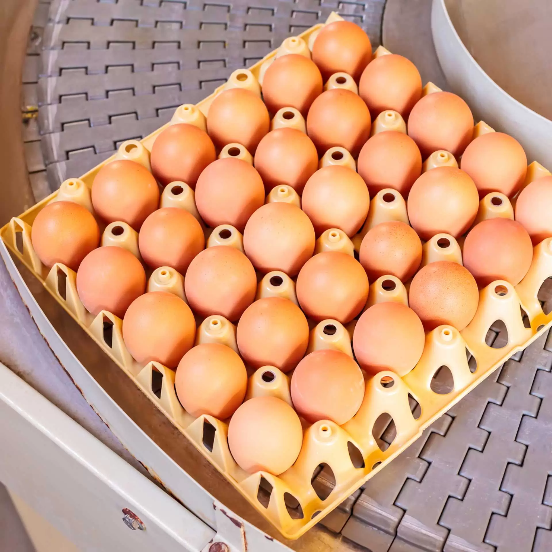 Egg Processing Machines and Hygiene