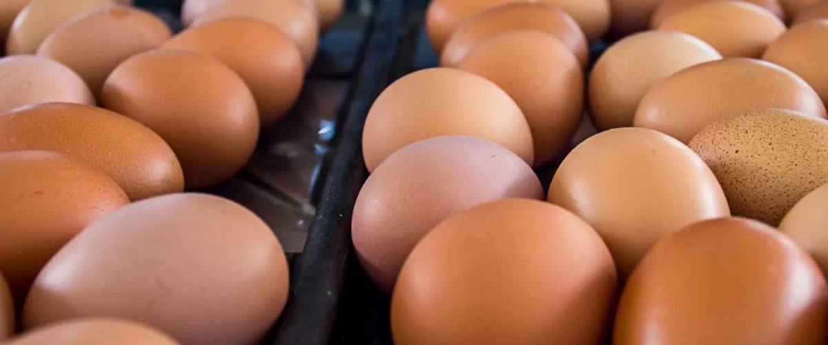 Latest Technological Trends in the Egg Processing Industry