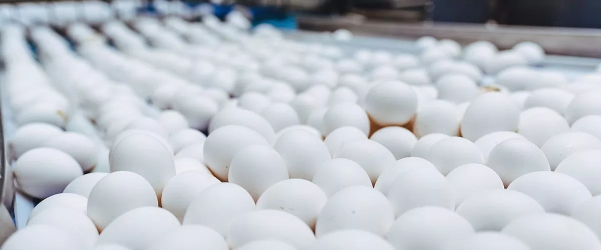 Yumurta Toplama Makinesi Nedir?