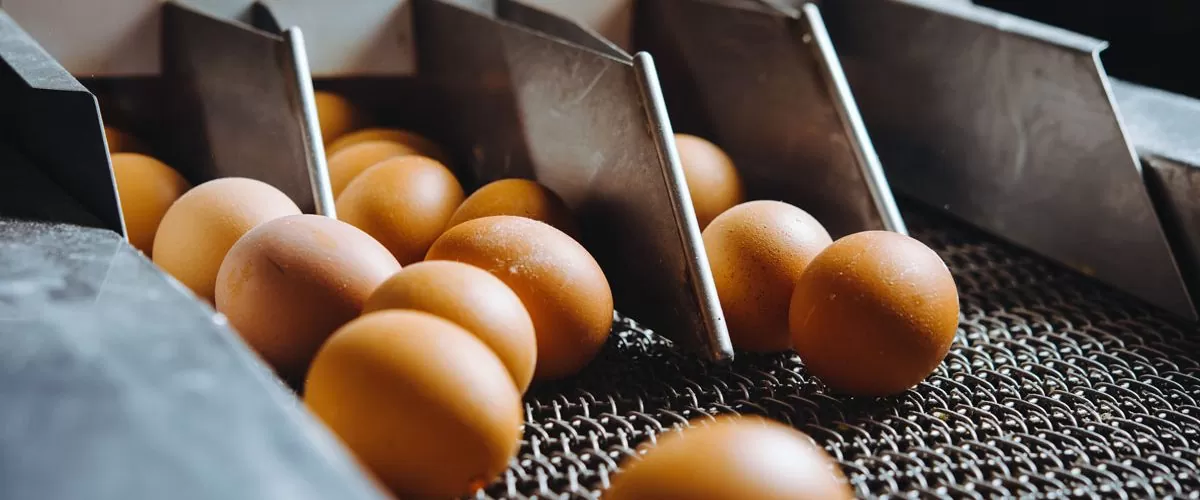How Does Egg Production Occur?